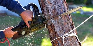 Reliable Dunedin, FL  Tree Services Solutions